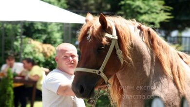 Коне от Черни Осъм и Дебнево с медали при тежковозните коне