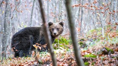 Мечокът Живко вече е Природонаучен музей – Черни Осъм