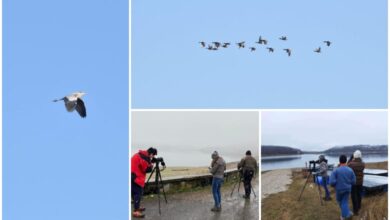 Преброяване на водолюбиви птици, зимуващи в България