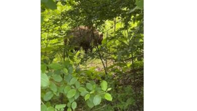 Мече пресече пътя край Драшкова поляна