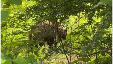 Горските искат да се разреши минимален отстрел на мечки