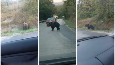 Габровското мече продължава да е проблем за жителите на Троянско