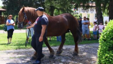 В Орешак се проведе за осми път Националното изложение на българския тежковозен кон - 6