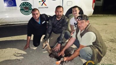 „Национален парк Централен Балкан“ спаси дива коза, влязла в частен имот в Априлци