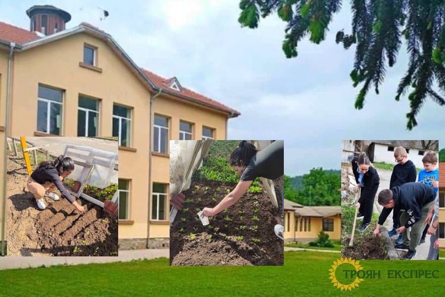 Първата зеленчукова реколта от училищната градина прибраха в ОУ „Васил Левски“ в Орешак