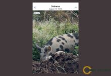 Биопроизводители от района на Дебнево и Врабево проплакаха от нападения на безстопанствени прасета, кметството търси изход